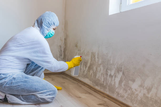 Licensed Commercial Mold Remediation service in South Hackensack, NJ - WQB Mold Removal